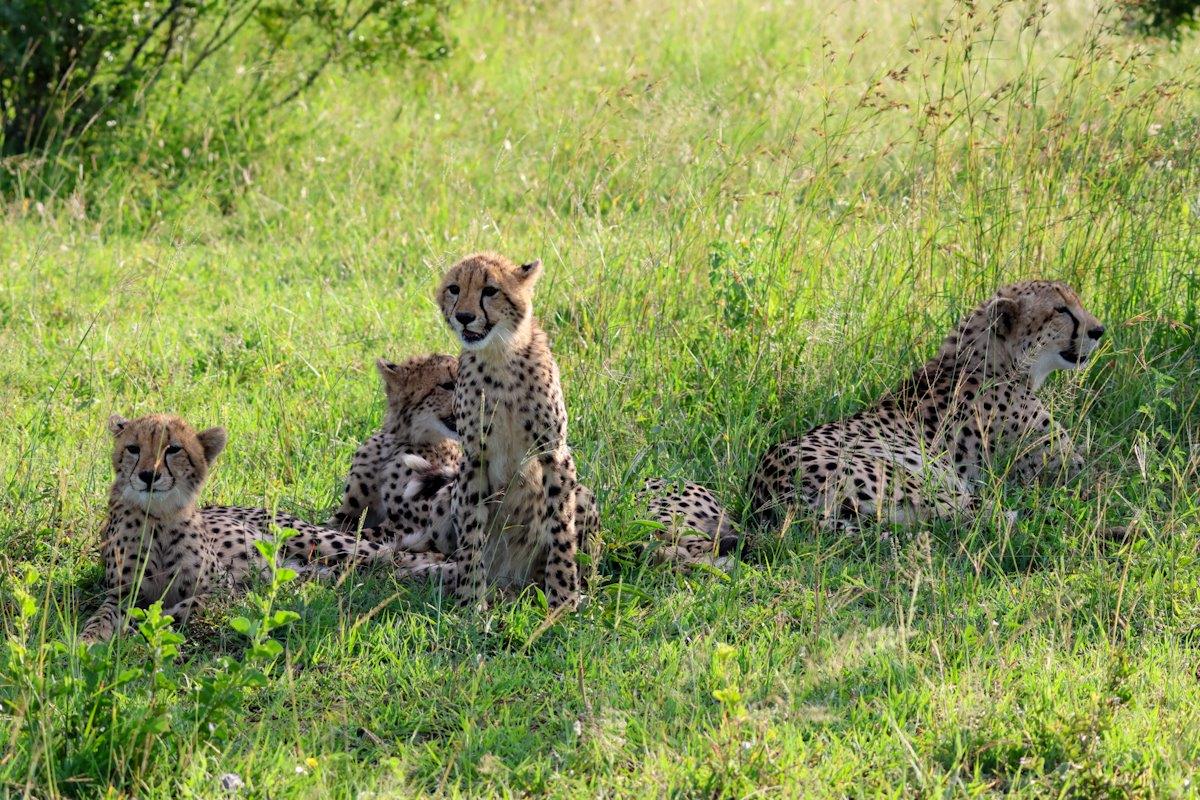 Sabi Sabi Jan Nel Cheetah Cubs Sabi Sabi Jan Nel Cheetah Cubs