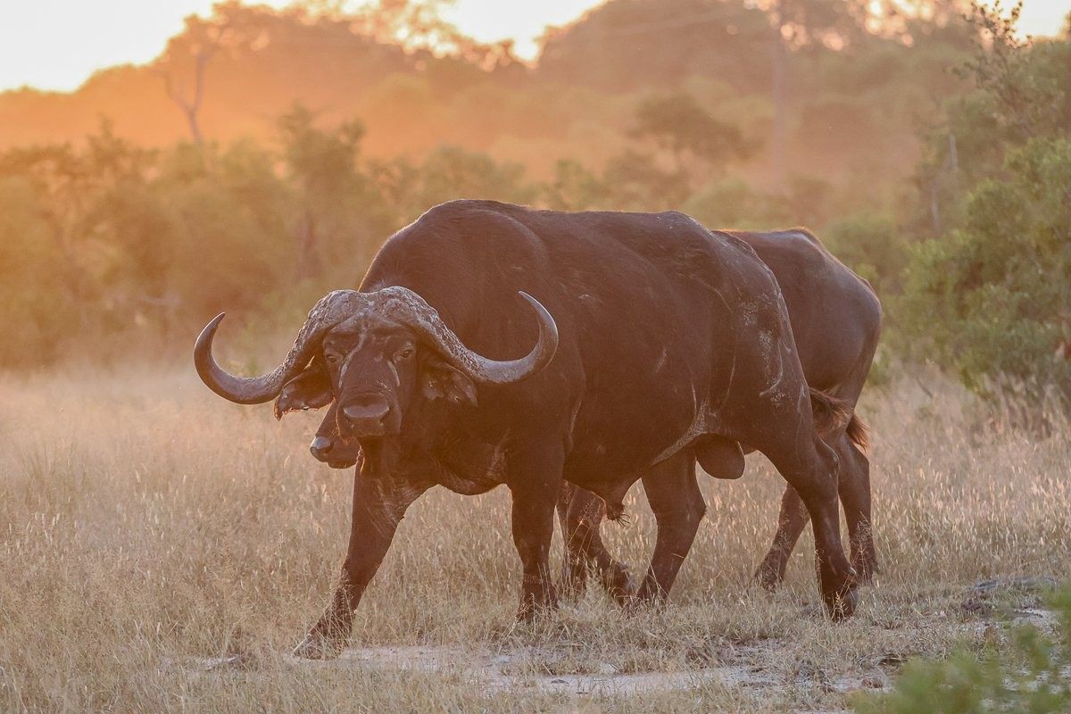 Sabi Sabi Ruan Mey Buffalo Sabi Sabi Ruan Mey Buffalo