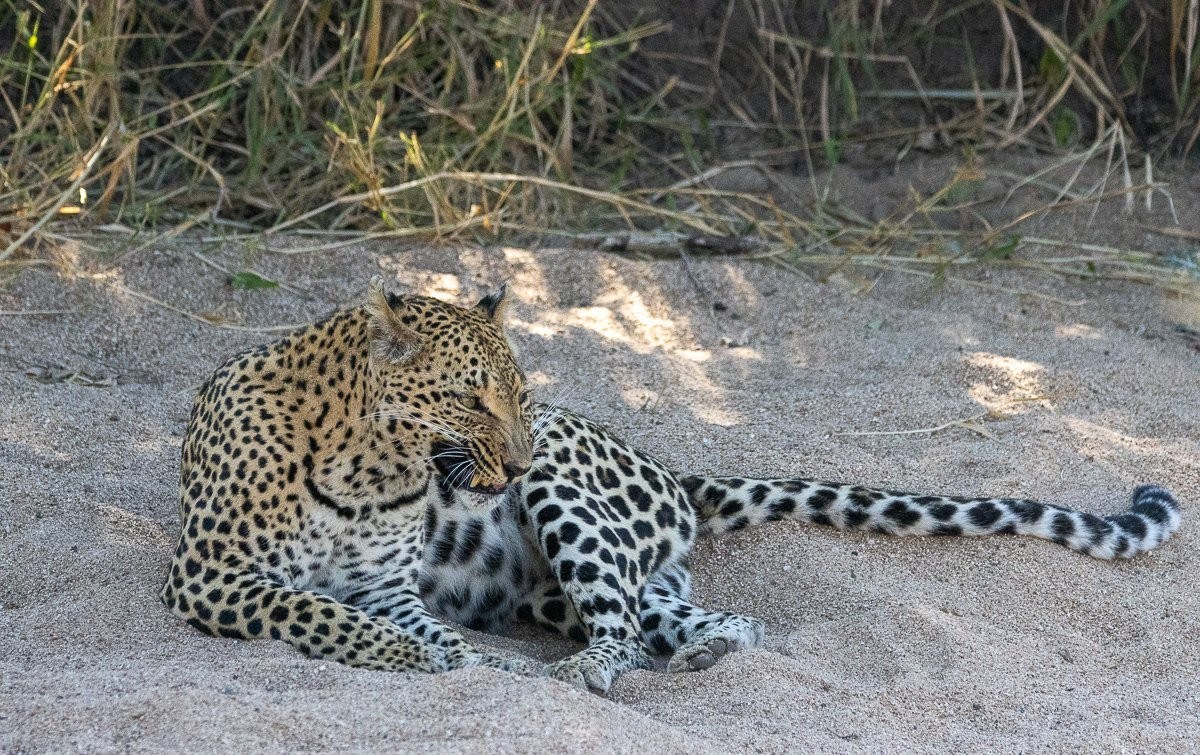 Sabi Sabi Ronald Mutero Ntsumi In Bush Sabi Sabi Ronald Mutero Ntsumi In Bush