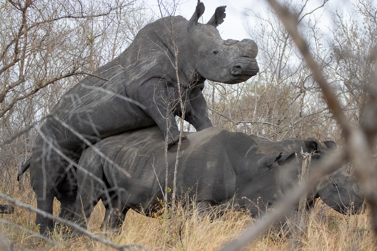 Mating rhinos.  Mating rhinos.
