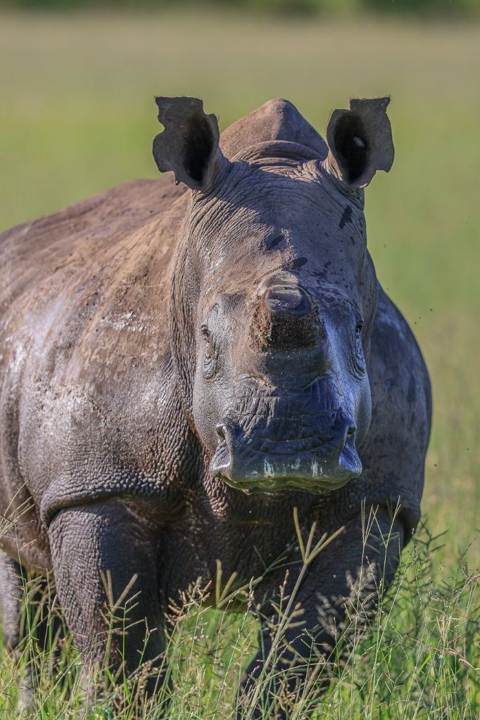 Rhino grazing on green grasses