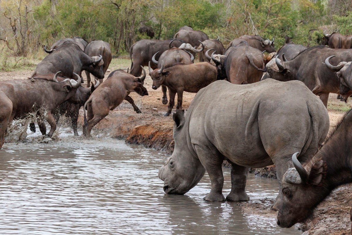 Sabi Sabi Benjamin Loon Buffalo And Rhino