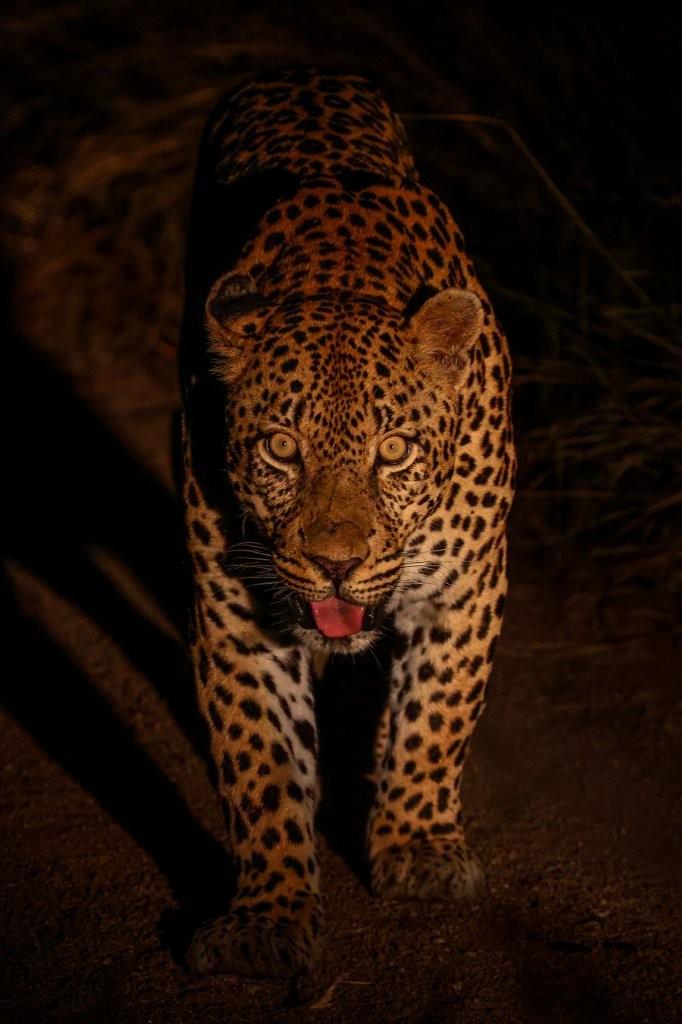 Nsuku leopard representing the uncertain future of territorial dominance.