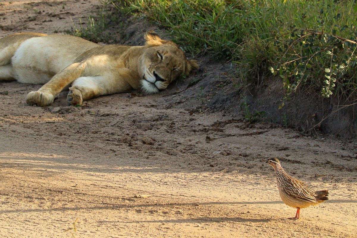 Lioness resting with a bird walking past nearby in the bushveld