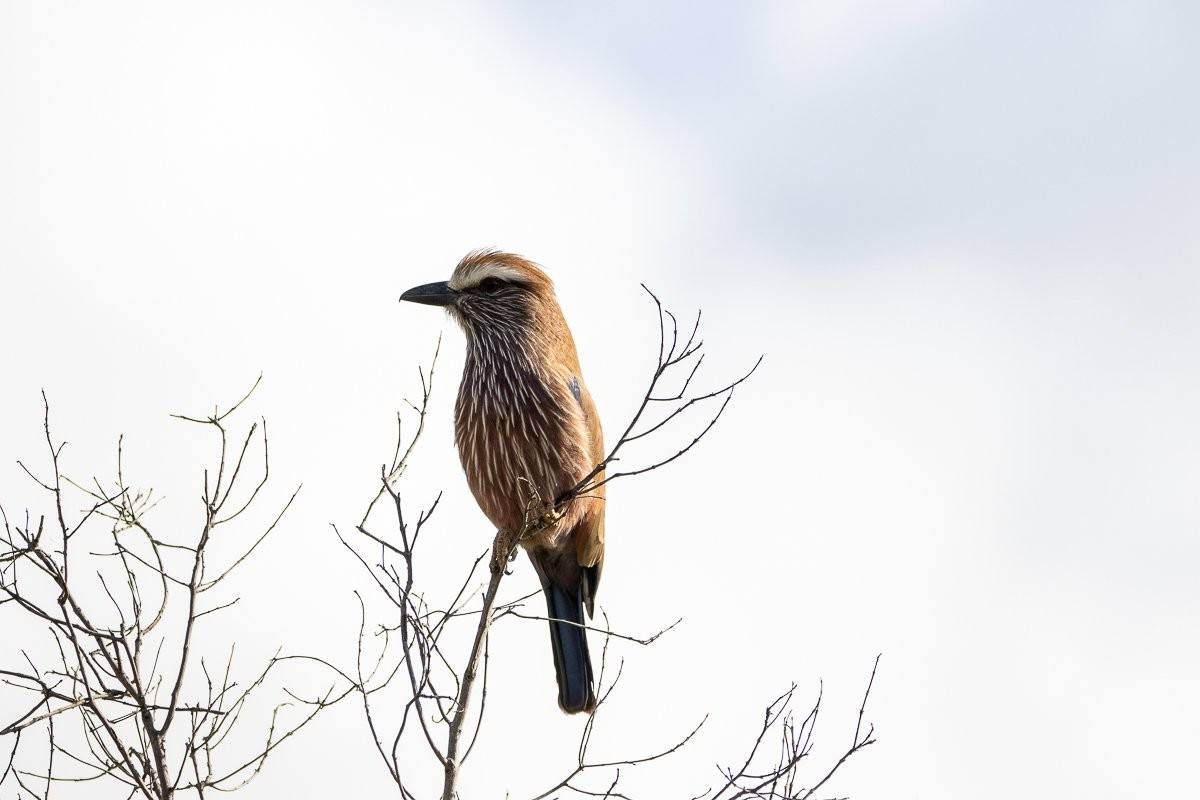 Purple Roller perched high in a tree displaying vibrant plumage