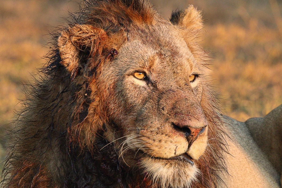 N’waswishaka male lion feeds on a giraffe bull during an extended feast.