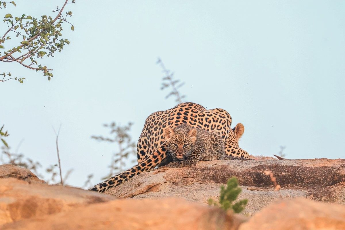 Sabi Sabi Ruan Mey Golonyi Cub Portrait Rocky Den