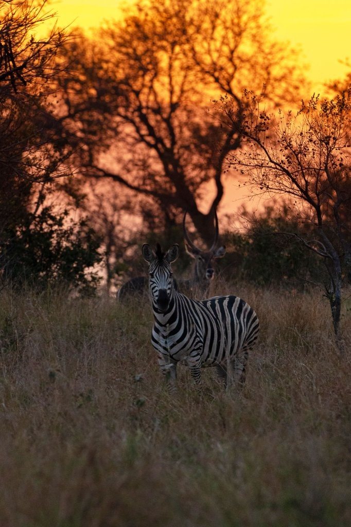 Zebra silhouetted against a colourful African sunset.