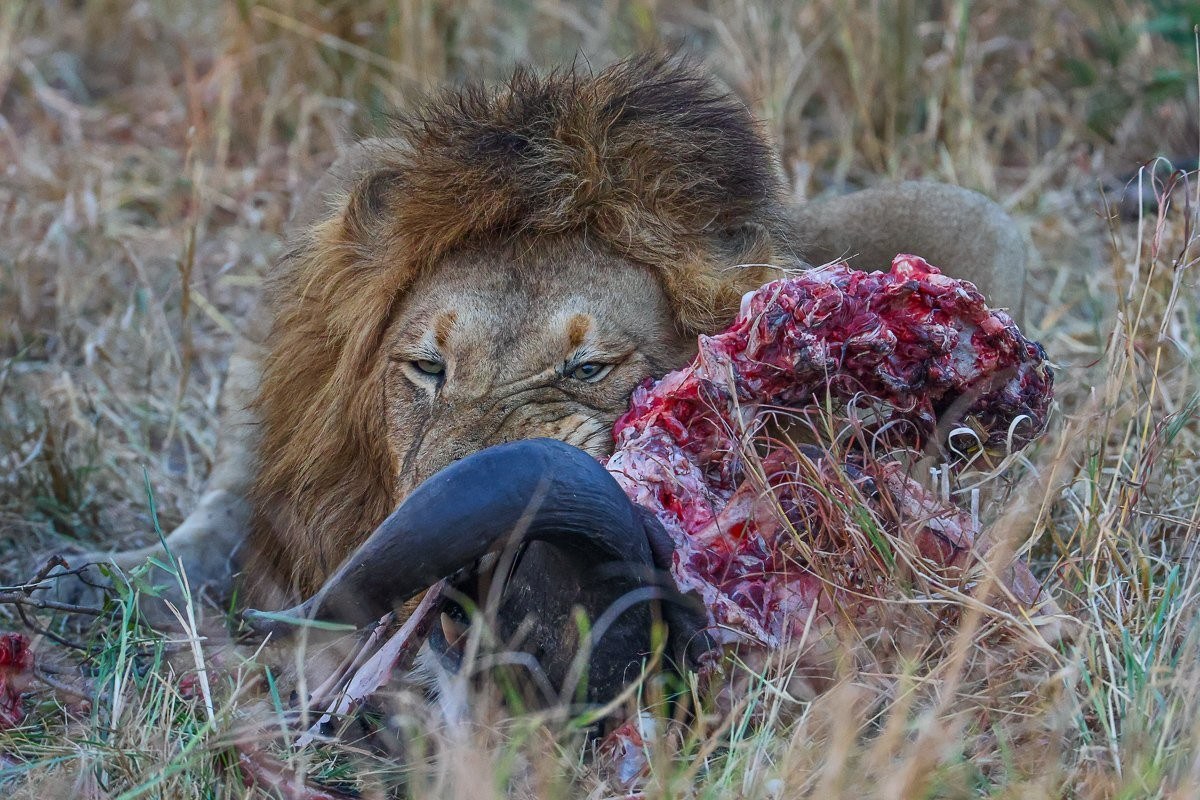 N'waswishaka male lion relaxing after a successful meal.