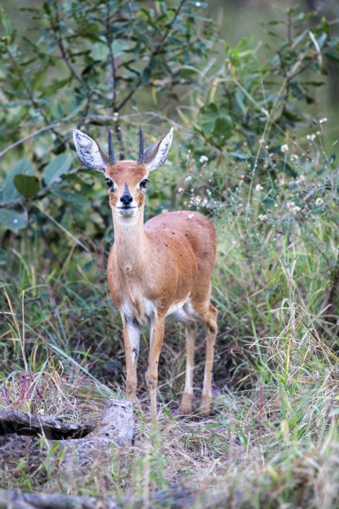 A male steenbok standing alert in the grasslands of Sabi Sabi Game Reserve.