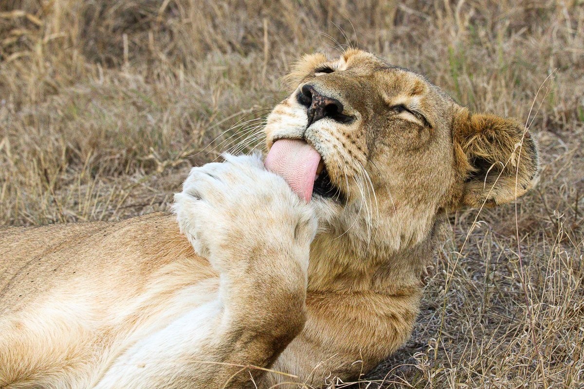 Southern Pride lionesses resting in the afternoon sun near Earth Lodge