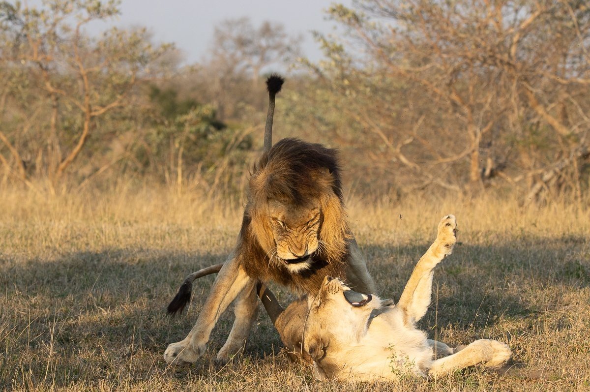 Sabi Sabi Ronald Mutero Male Lion Following Msuthlu Lioness During Oestrus