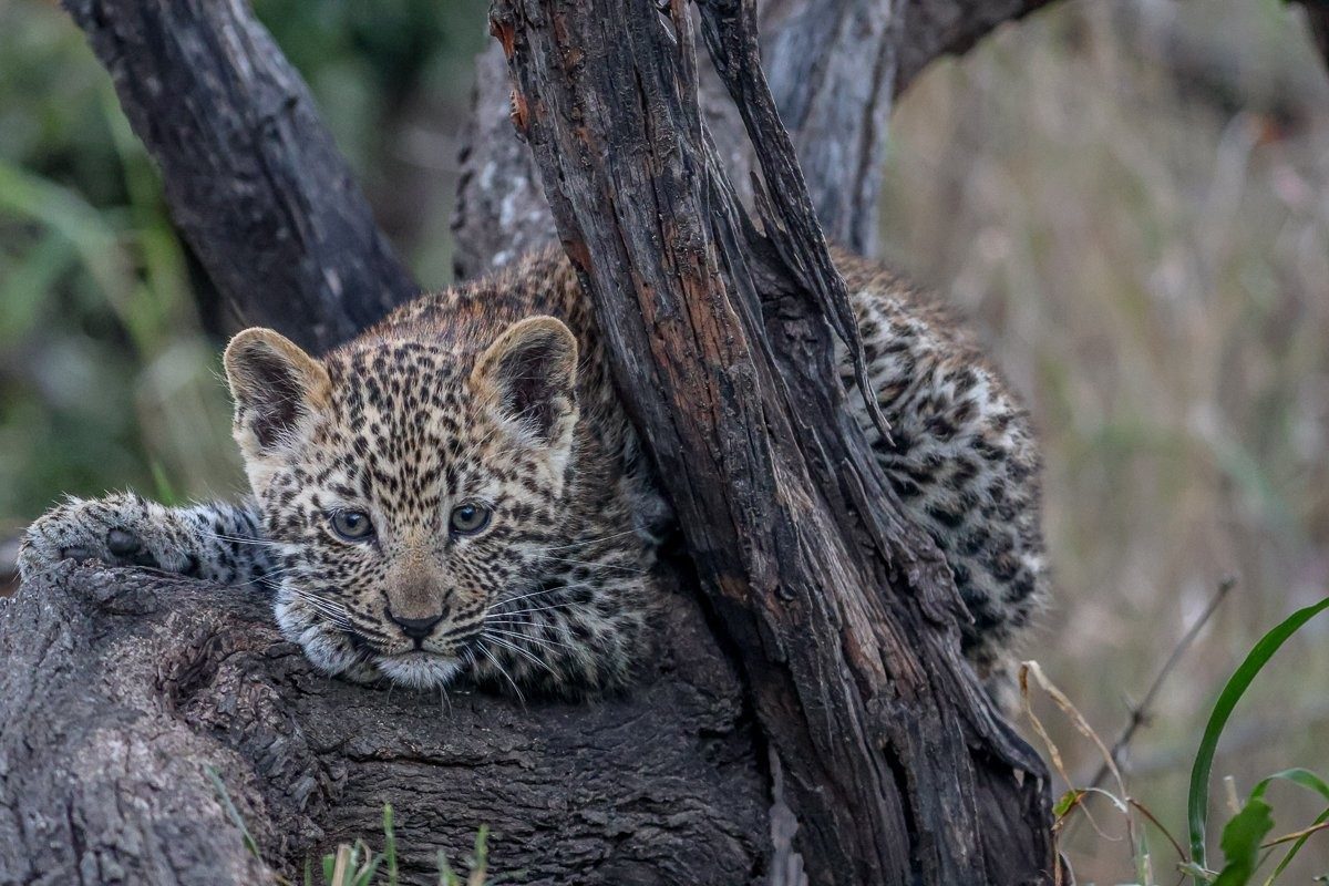 Sabi Sabi Ruan Mey Kurhula Leopard Cub Close Up Sabi Sabi Game Reserve