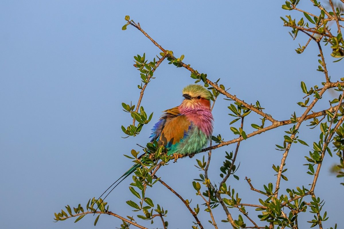 Lilac-breasted roller enjoying the morning sunshine.