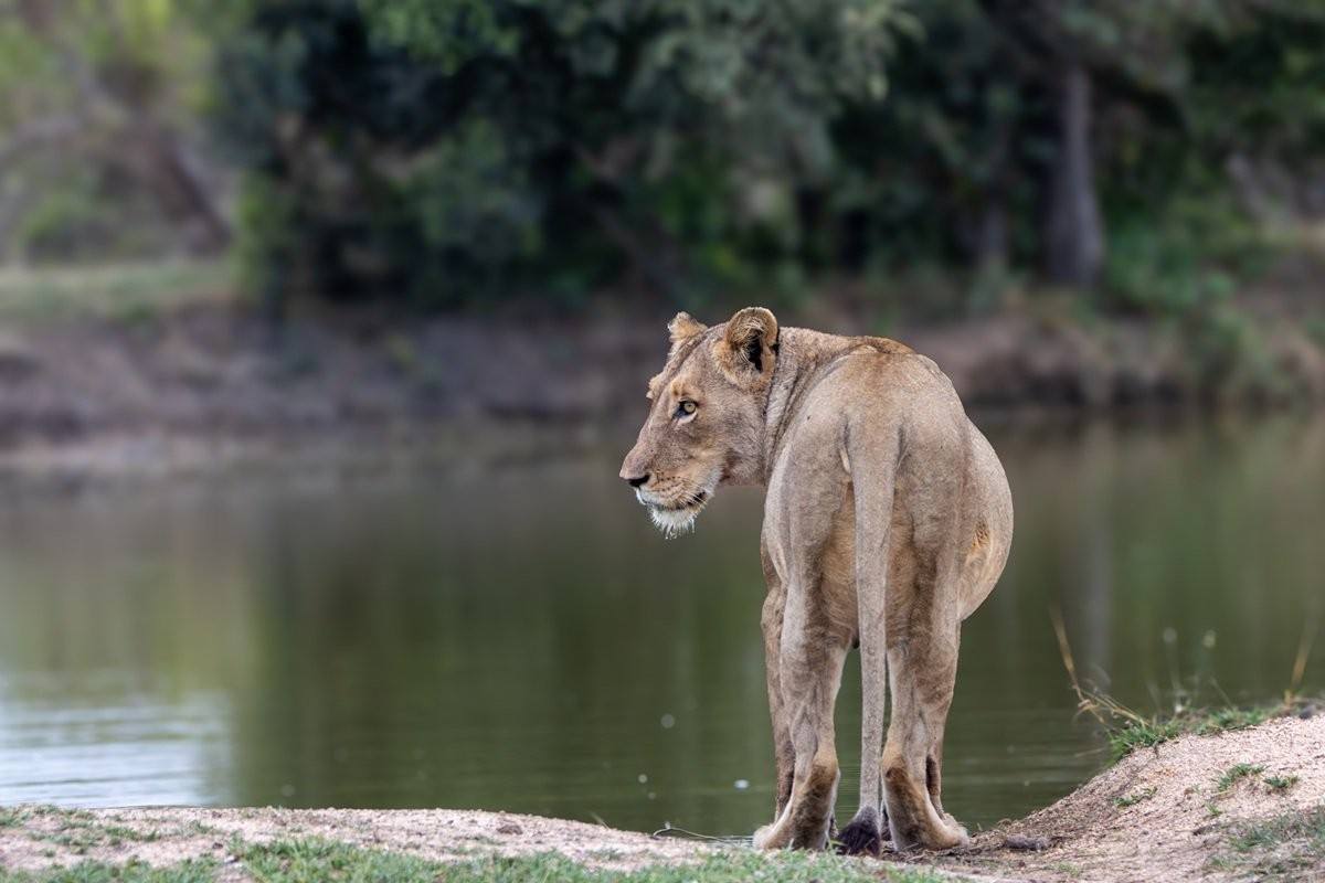 Msuthlu lioness near waterhole after a successful hunt.