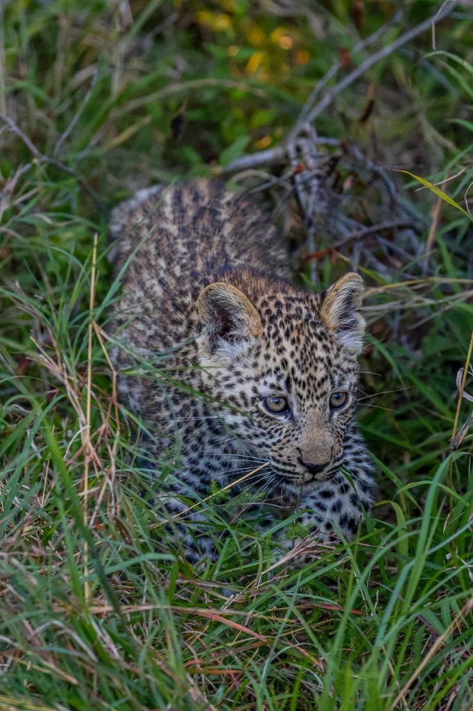 Kurhula leopard cub staying close to his mother in the bush