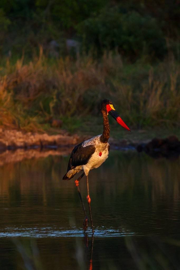 Saddle-billed stork searching for prey in the shallows of a dam