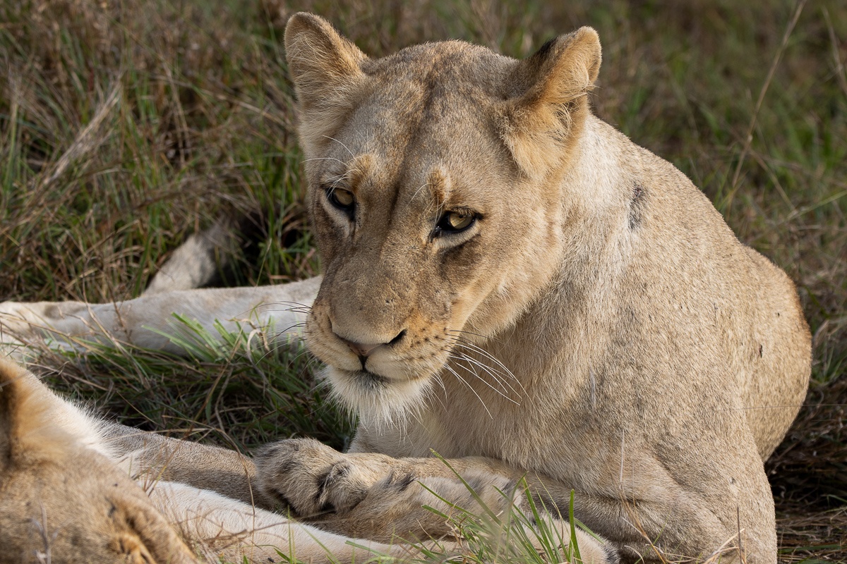 A Msuthlu Pride lioness resting in the grassland habitat