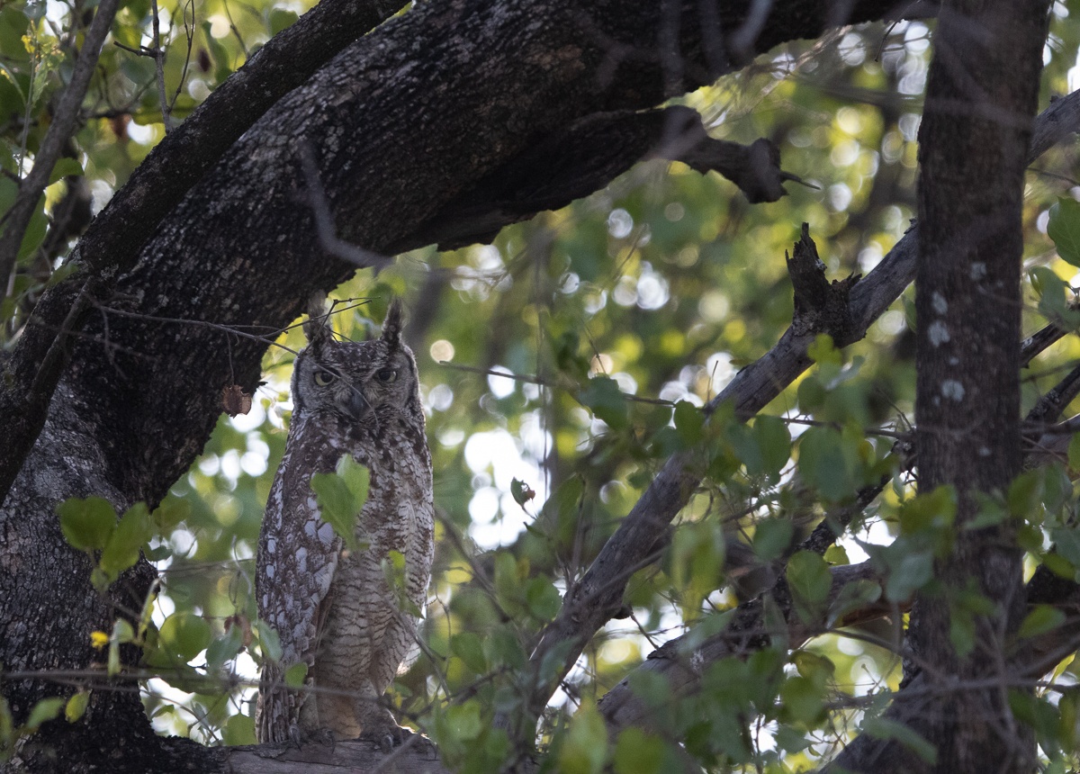 B03Jason Stret Owl 211222 1. B03Jason Stret Owl 211222 1.
