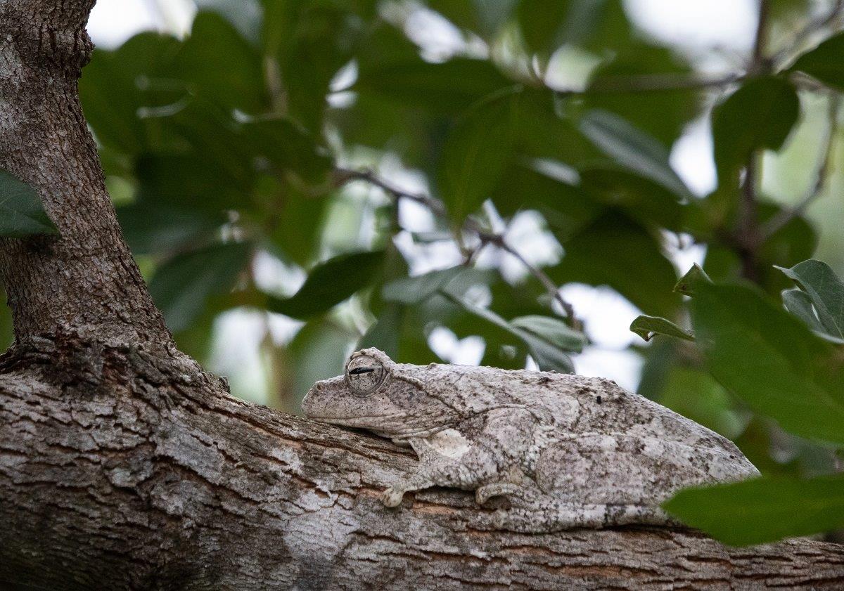 24  Jason Street   Frog 180323