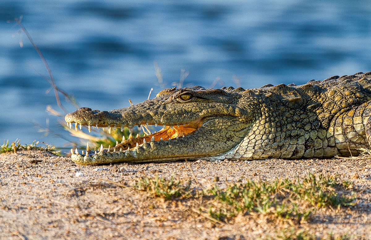 A crocodile sun bathes on the banks of a river, warming itself in the winter sun. A crocodile sun bathes on the banks of a river, warming itself in the winter sun.