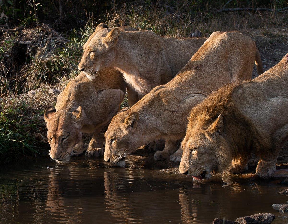 Talamati Pride Drinking From Waterhole Jason Street Talamati Pride Drinking From Waterhole Jason Street
