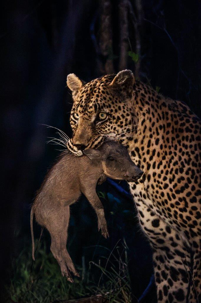Finding N'weti on the hunt, we quickly realised he was heading straight towards a termite mound where newborn warthog piglets had been seen. Finding N'weti on the hunt, we quickly realised he was heading straight towards a termite mound where newborn warthog piglets had been seen.