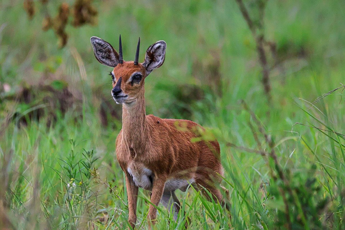 This fully grown steenbok ram was very relaxed and gave us the opportunity for a great sighting. This fully grown steenbok ram was very relaxed and gave us the opportunity for a great sighting.