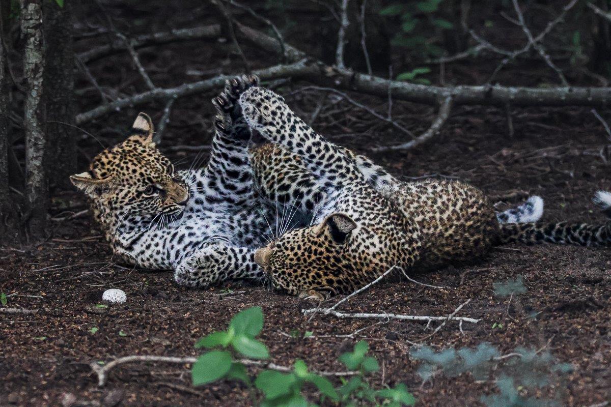 Childlike wonder consumed the cubs, exploring the area and all that was around.