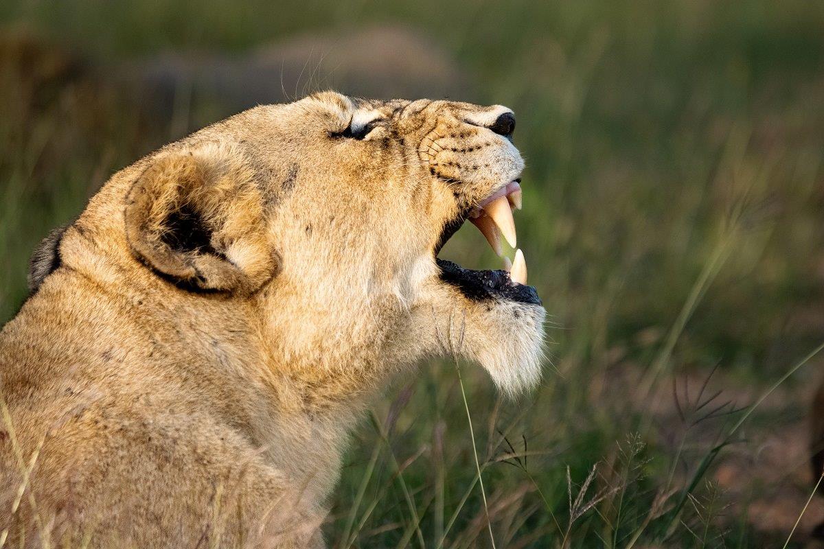 A lioness roars and bears her teeth. A lioness roars and bears her teeth.