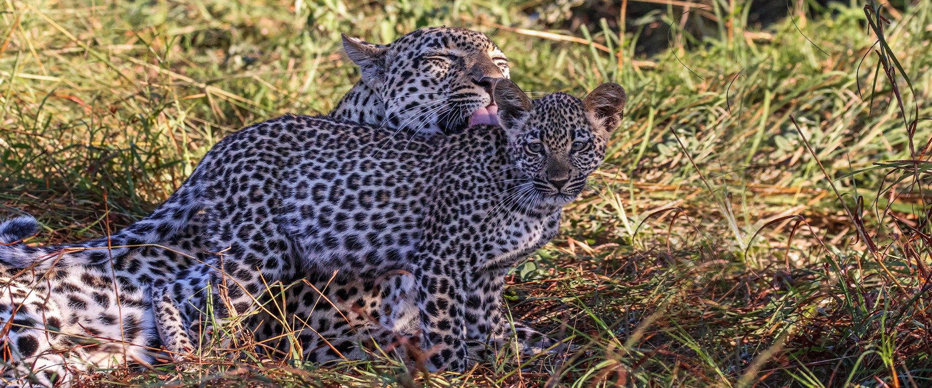 Tengile Leopard mother and cub in the bush