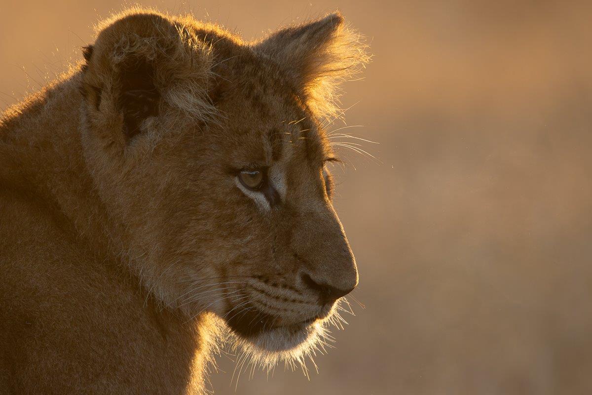 Msuthlu cub in early morning light Msuthlu cub in early morning light