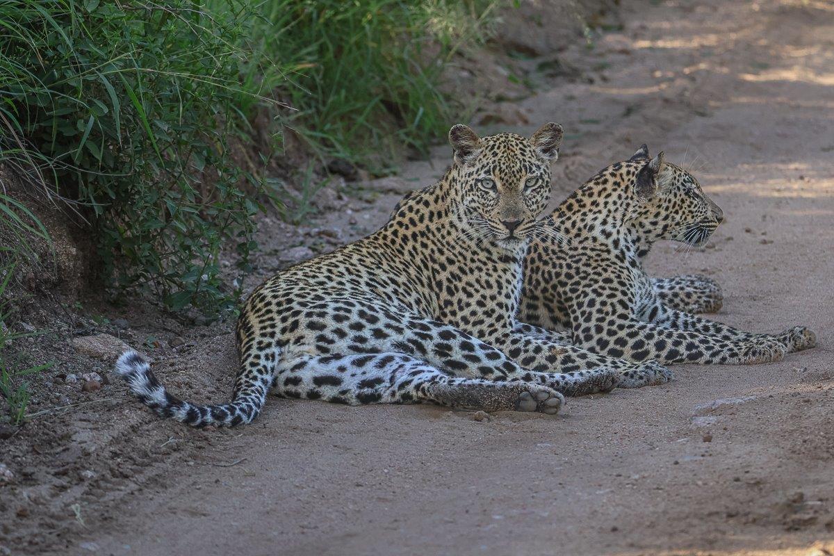 Sabi Sabi Ruan Mey Tengile Sabi Sabi Ruan Mey Tengile
