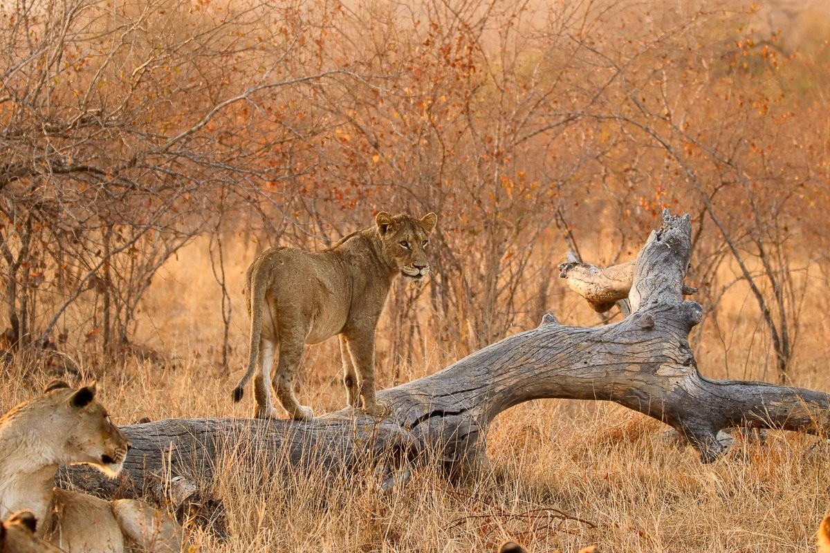 Sub-adult lions with explorative energy