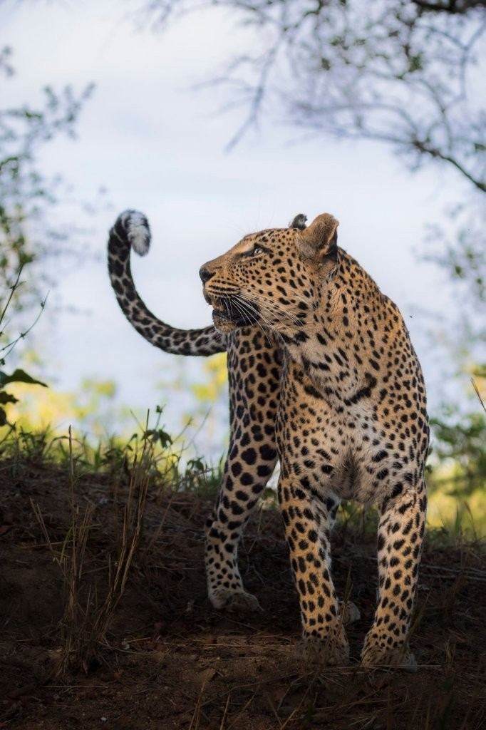 Sabi Sabi Devon Jansen Ntsumi