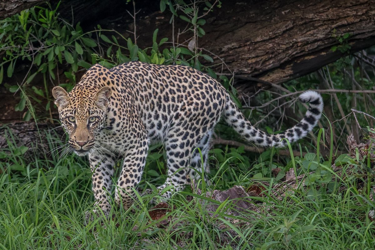 Sabi Sabi Ruan Mey Golonyi Young