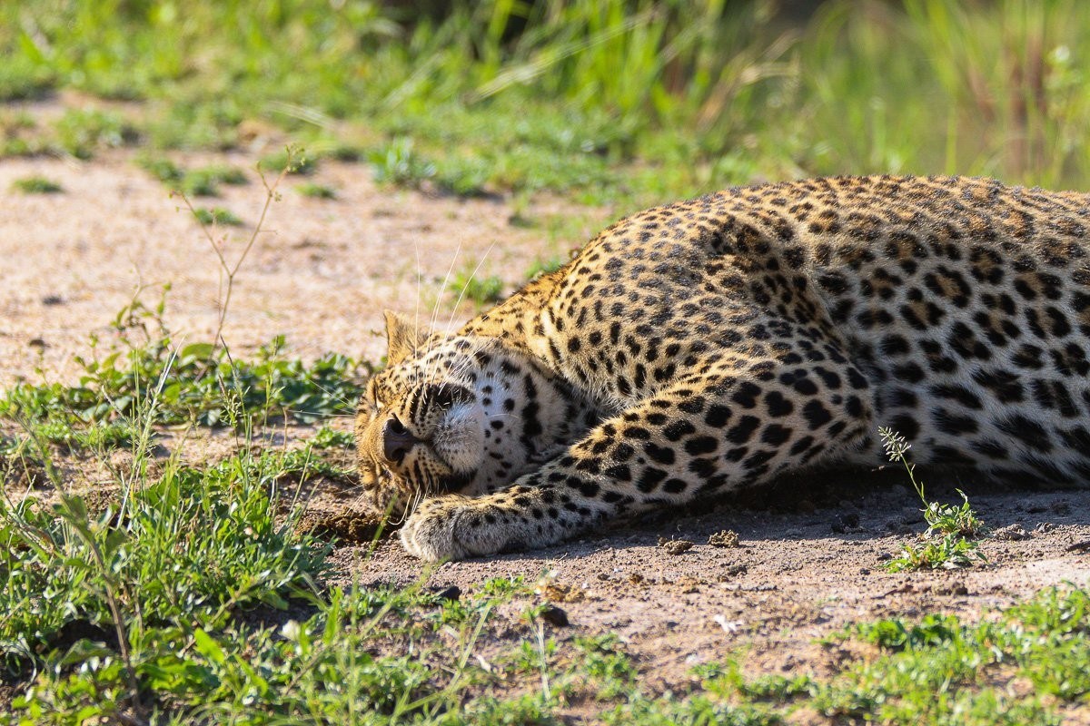 Sabi Sabi Jana Du Plessis Female Leopard Khurula