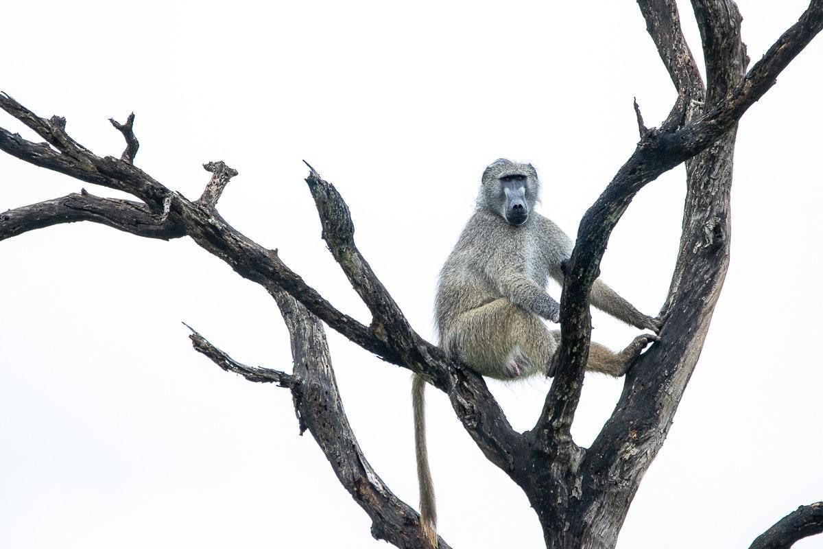 Sabi Sabi Ronald Mutero Baboon