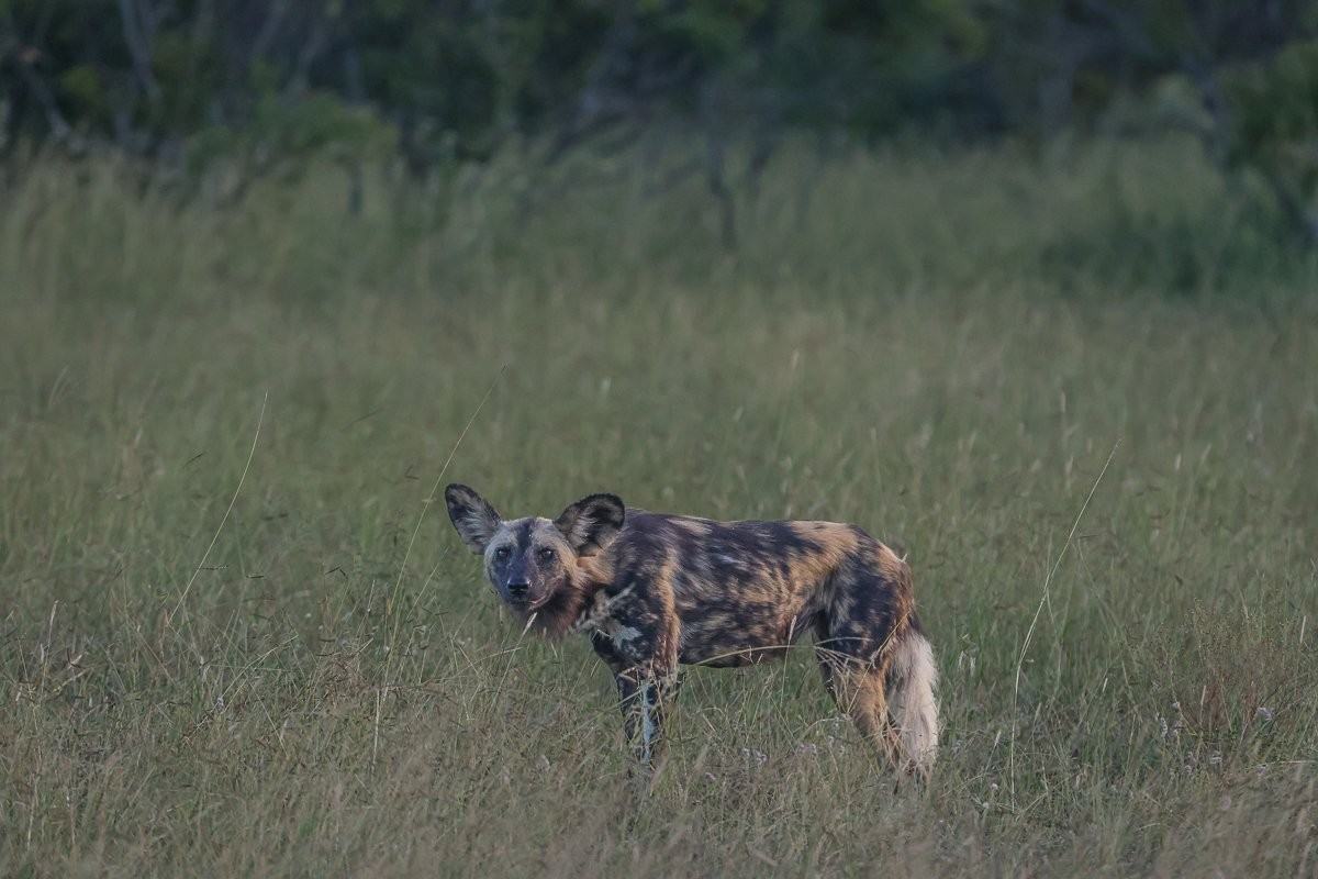 Sabi Sabi Ruan Mey Small Pack Of Wild Dogs