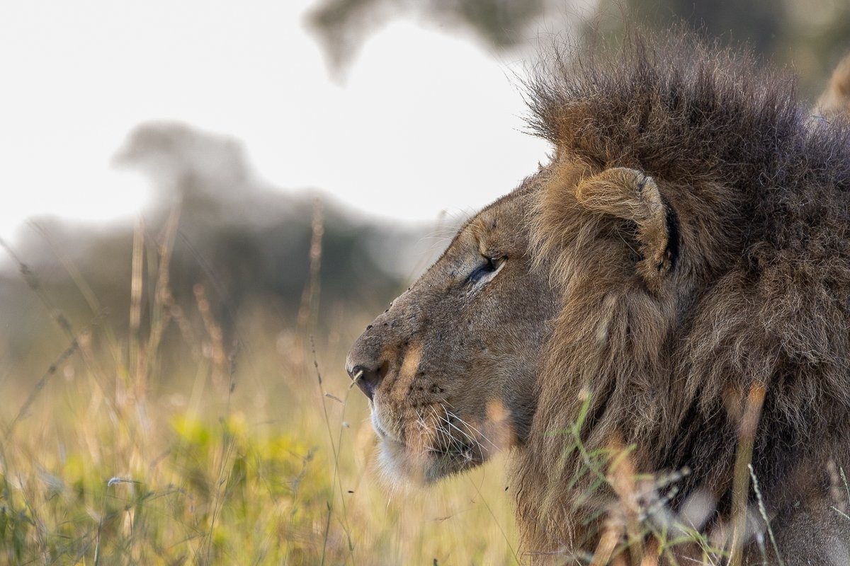 Lion coalition resting during the heat of the day.