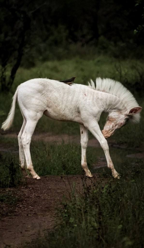 Pale zebra foal contrasting against dark green bushveld.