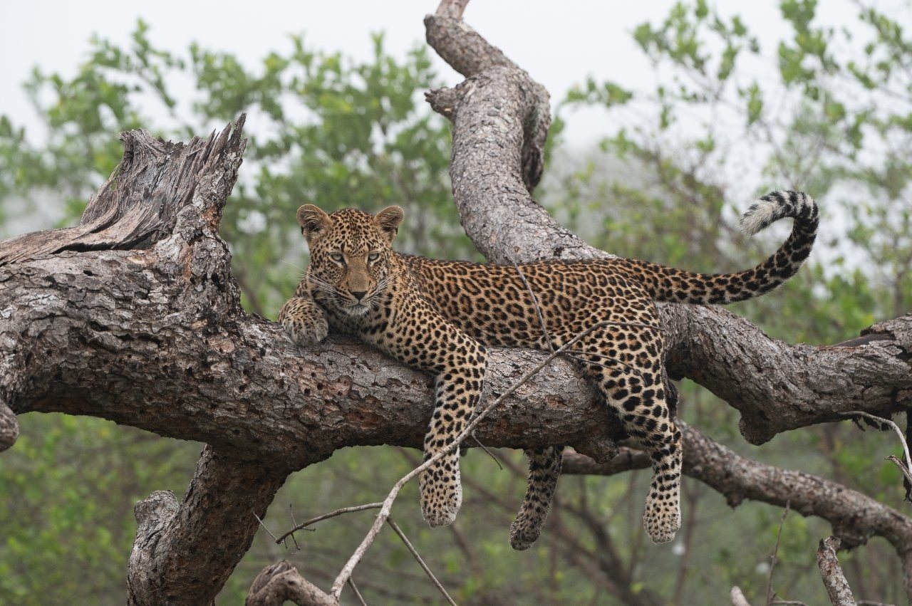 sabi-sabi-viviane-ladner-kurhula-leopard-walking-misty-road