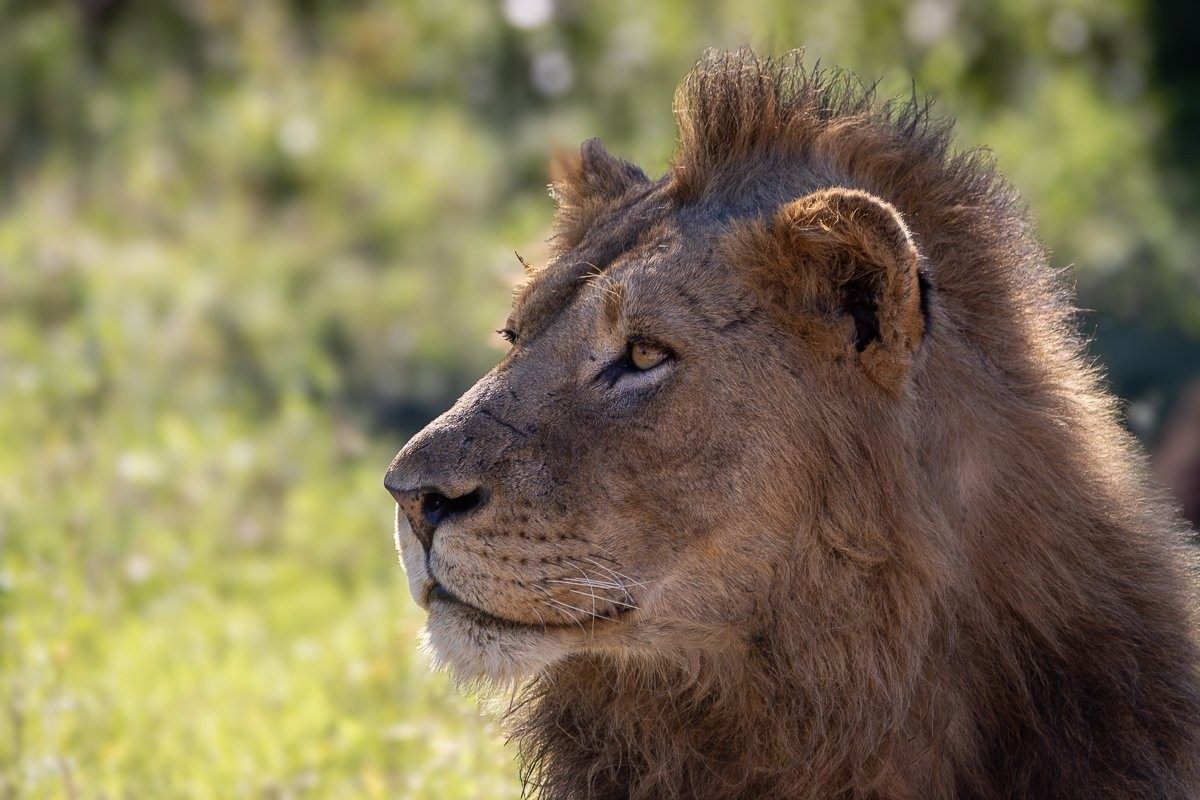 Sabi Sabi Ronald Mutero Nwaswishaka Lions In Morning Mist
