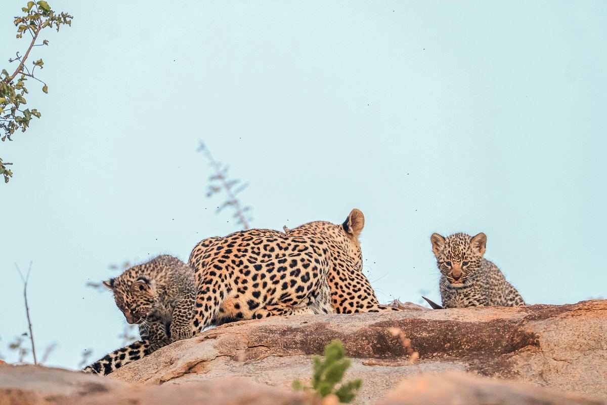 Sabi Sabi Ruan Mey Golonyi Female Leopard Vigilant