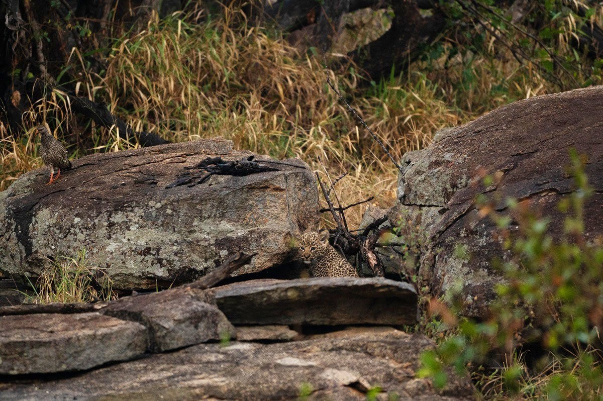 Young Golonyi leopard cub stalking a spurfowl near the den site.