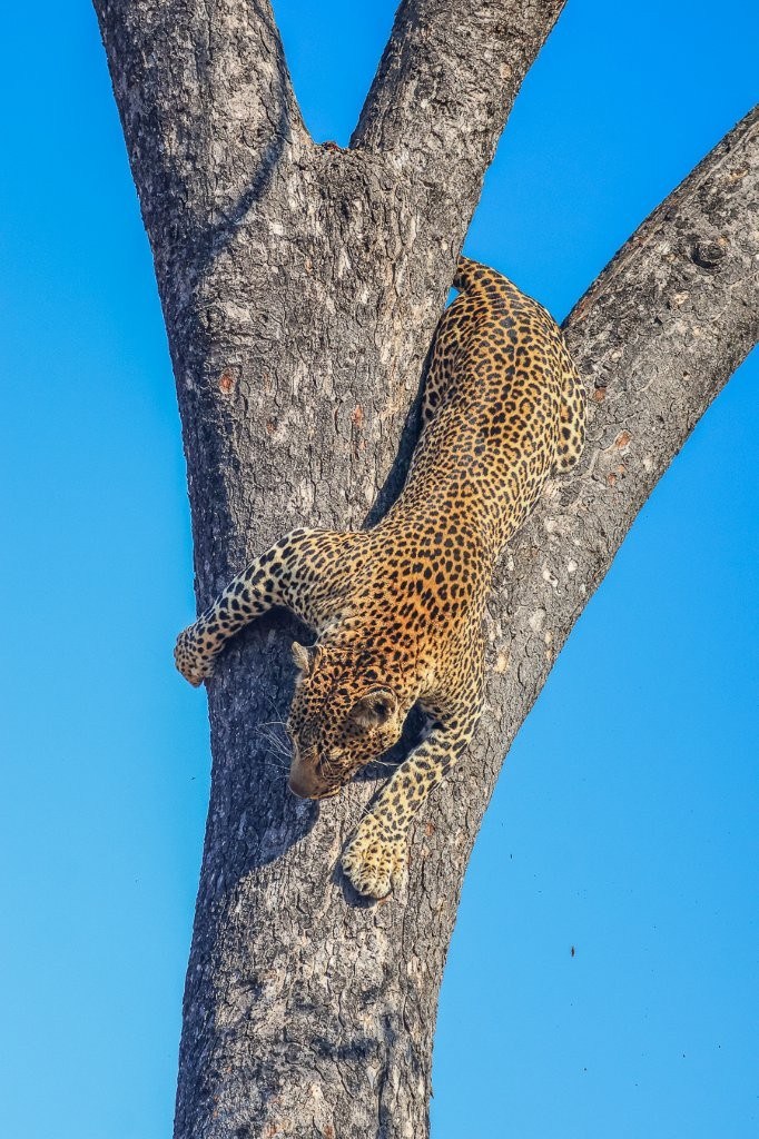 Male leopard Khulwana perched high in a Marula tree overlooking the surrounding bush.