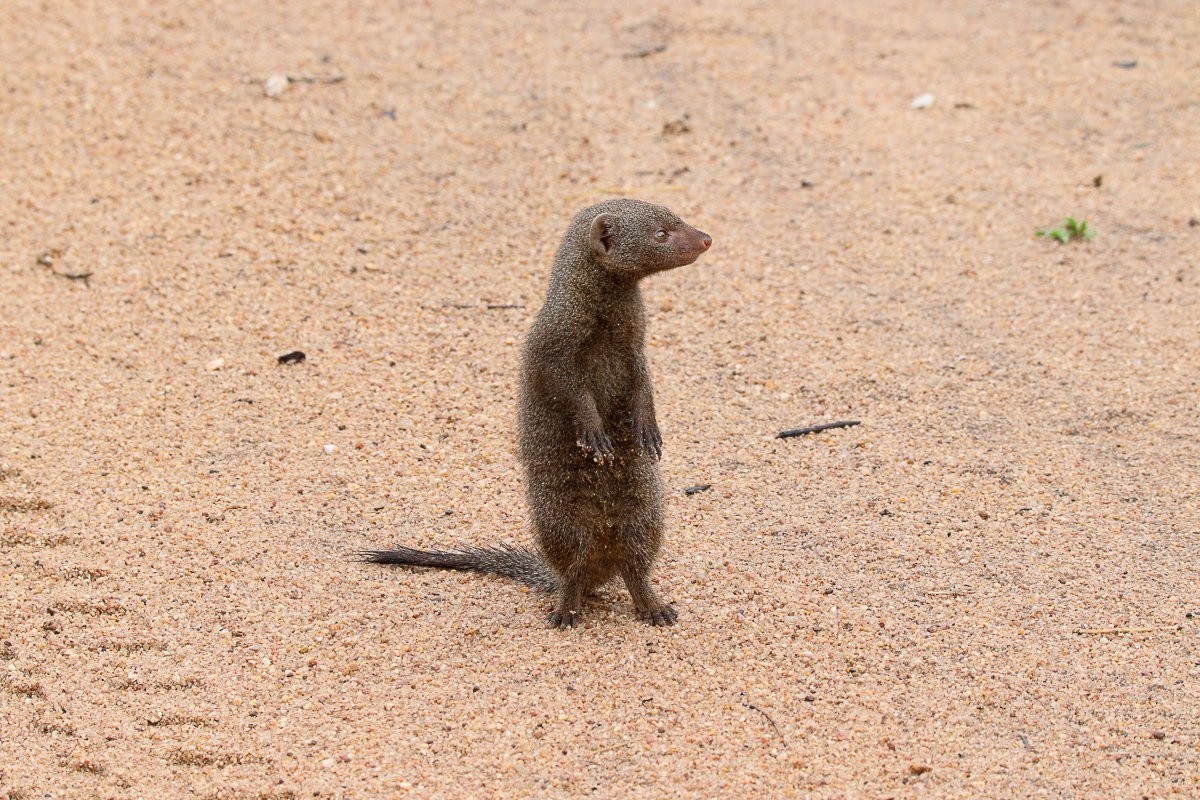 A curious dwarf mongoose cautiously emerging from the grass to investigate nearby visitors.