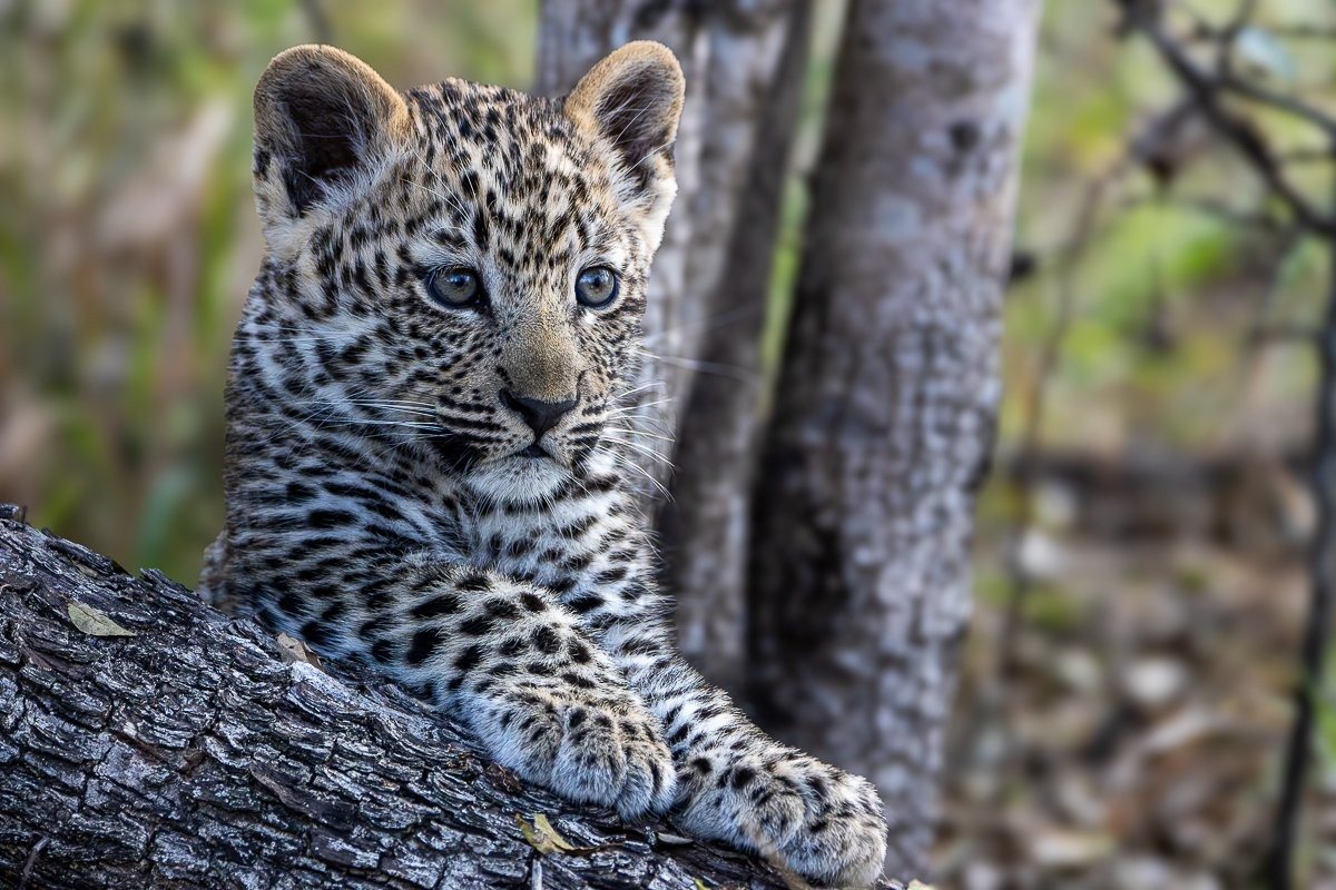 Sabi Sabi Ronald Mutero Kurhula Leopardess And Cub In African Bushveld