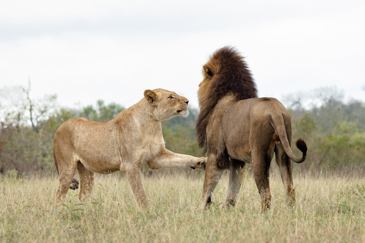 Sabi Sabi Benjamin Loon Msuthlu Lioness Resting With Nwaswishaka Males