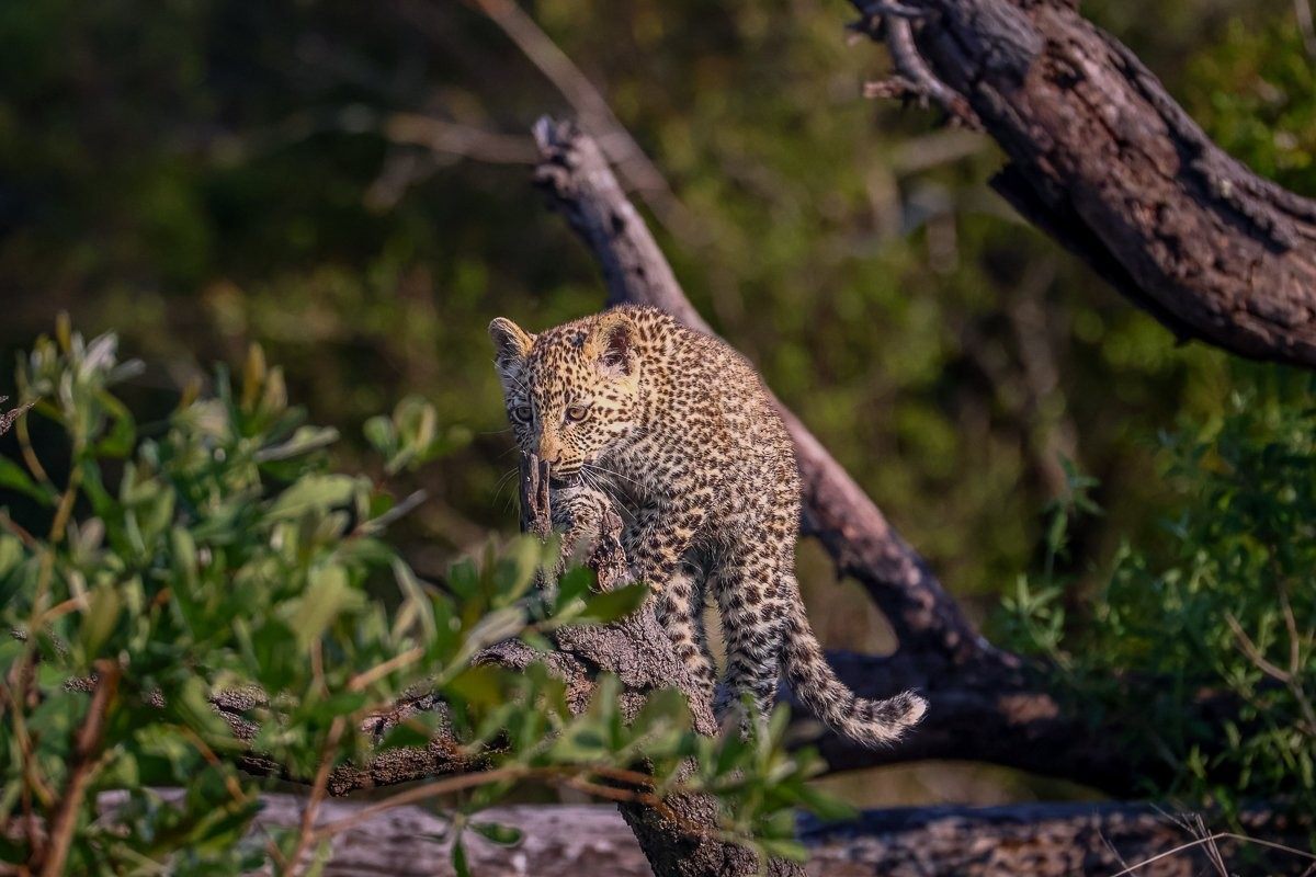 Young leopard cub following Kurhula through the reserve